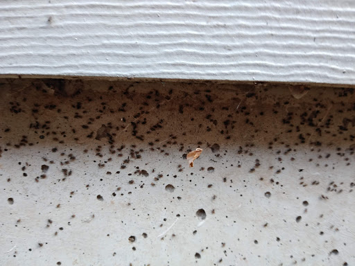 Termites Portland