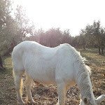 Photo n°1 de l'avis de Loredana.a fait le 14/10/2018 à 18:44 sur le  Agriturismo Le Cerqueta à Monteleone Sabino