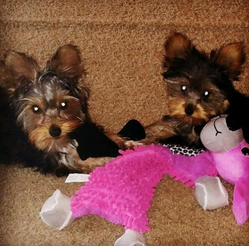 Pet Store «AA Ridgewood Kennels II», reviews and photos, 5401 Lincoln Hwy, Gap, PA 17527, USA