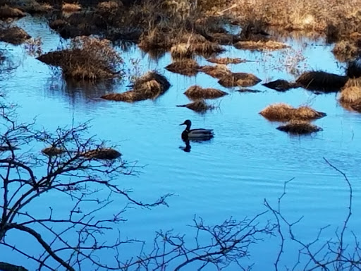 State Park «Lowell-Dracut-Tyngsborough State Forest», reviews and photos, Trotting Park Rd, Dracut, MA 01826, USA