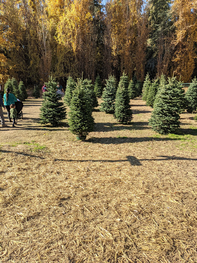 Christmas tree farm Fresno