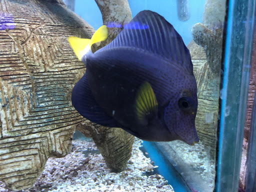 Tropical Fish Store «Ocean Gallery», reviews and photos, 980 US-22, North Plainfield, NJ 07060, USA