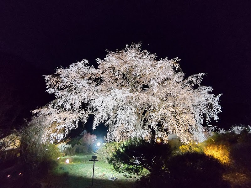 湯の山温泉のしだれ桜 竹下桜 広島県広島市湯来町和田 観光名所 グルコミ