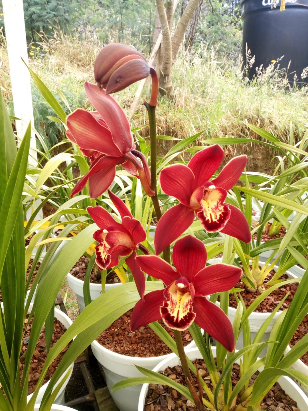Orquideas POMA ( Finca la Rosita)