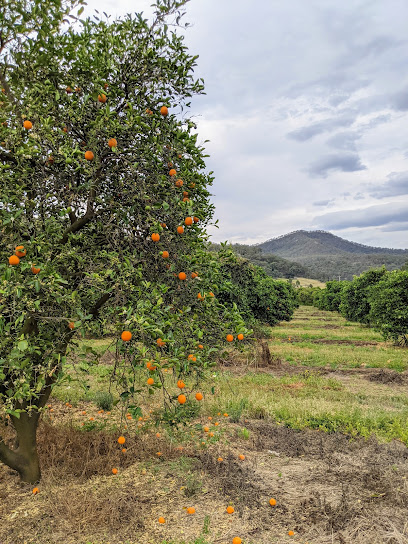 Hillsdale Citrus Orchard