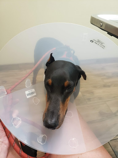 Karla V McCloud, DVM image