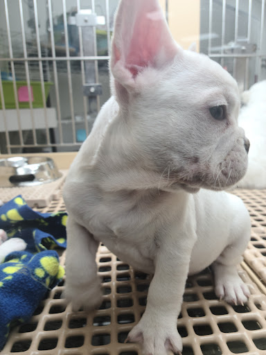 Pet Store «Petland», reviews and photos, 1514 Stonecreek Dr, Pickerington, OH 43147, USA