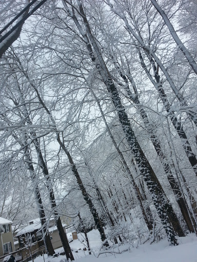 Nature Preserve «Steer Swamp Conservation Area», reviews and photos, 188 Washington St, Marblehead, MA 01945, USA