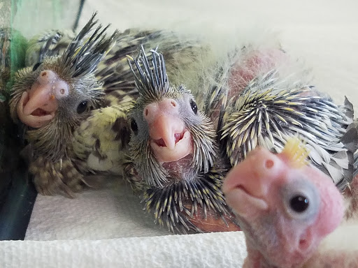 Pet Supply Store «Pet World», reviews and photos, 6527 Centralia Rd, Chesterfield, VA 23832, USA