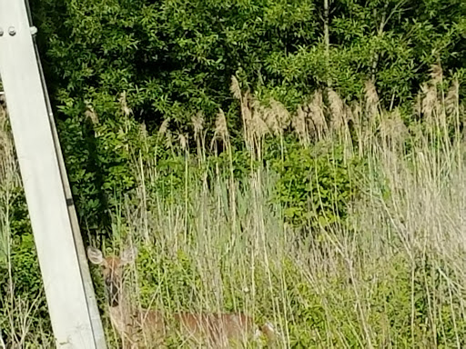 Live Music Venue «The Pavilion at Wolf Lake Memorial Park», reviews and photos, 2324 Calumet Ave, Hammond, IN 46320, USA