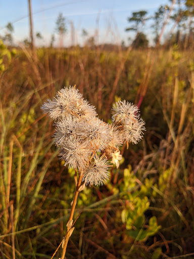 Nature Preserve «Green Swamp Wilderness Preserve», reviews and photos, 28057 FL-471, Webster, FL 33597, USA