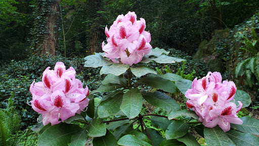 Place of Worship «The Grotto», reviews and photos, 8840 NE Skidmore St, Portland, OR 97220, USA