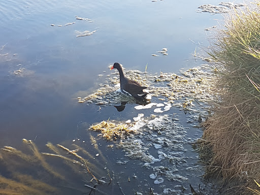 Country Club «Cocoa Beach Country Club», reviews and photos, 5000 Tom Warriner Blvd, Cocoa Beach, FL 32931, USA