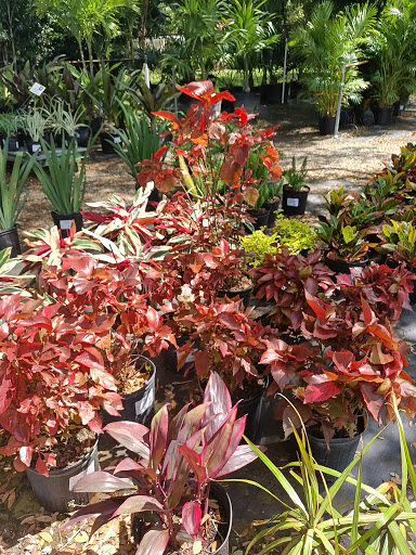 Plant Nursery «Wilcox Nursery», reviews and photos, 12501 Indian Rocks Rd, Largo, FL 33774, USA