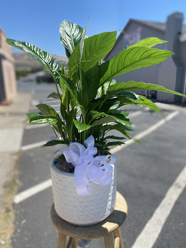 Florist «Guadalajara Flowers», reviews and photos, 32 S White Rd, San Jose, CA 95127, USA