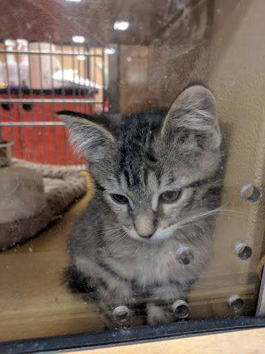 Pet Supply Store «PetSmart», reviews and photos, 1836 Joe Battle Blvd, El Paso, TX 79936, USA