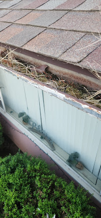 New Life Gutter Restoration LLC - Photo 9 - Car repair in , Fresno