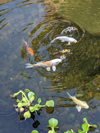 Fish Farm «Kloubec Koi», reviews and photos, 1375 Baxter Ave NW, Amana, IA 52203, USA