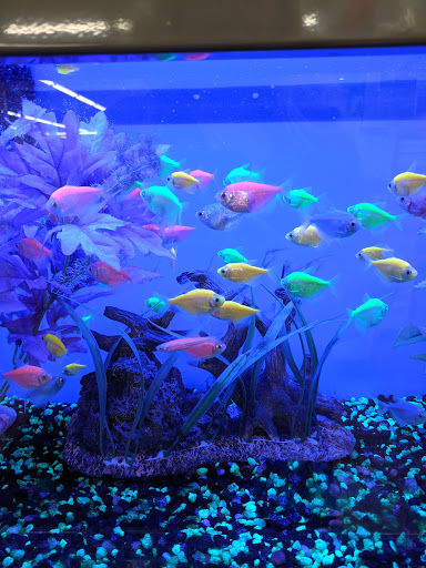 Pet Supply Store «Pet Supplies Plus», reviews and photos, 175 Memorial Ave, West Springfield, MA 01089, USA