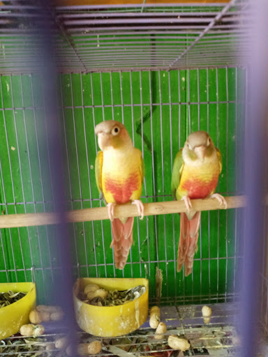 Pet Store «Inez Pet Shop», reviews and photos, 3825 Whittier Blvd, Los Angeles, CA 90023, USA