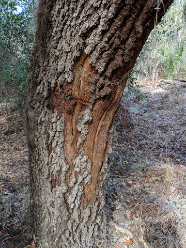 Nature Preserve «Conner Preserve», reviews and photos, 22500 FL-52, Land O Lakes, FL 34637, USA