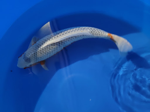 Bristol Koi Farm By appointment only