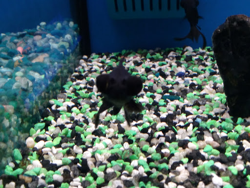 Pet Store «Wet Pets N Critters», reviews and photos, 103 TX-281 Loop, Longview, TX 75605, USA