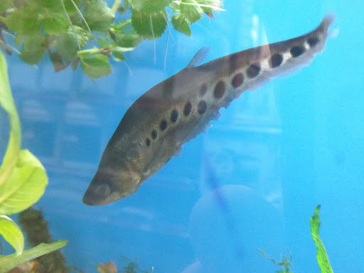 Pet Supply Store «Petco Animal Supplies», reviews and photos, 405 W Loop 281, Longview, TX 75605, USA