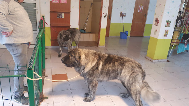 KAYRA, SALON DE ÎNFRUMUSEŢARE&GRĂDINIŢĂ CANINĂ