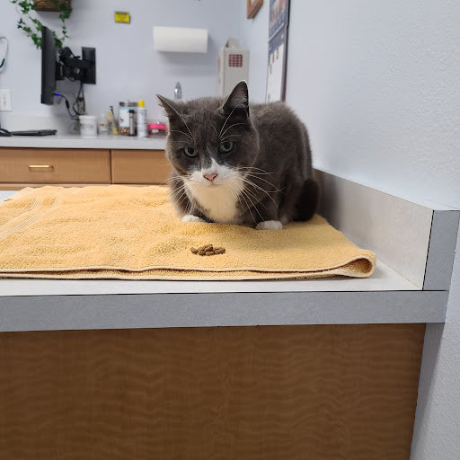 All Creatures Veterinary: Perdue Kelly DVM image