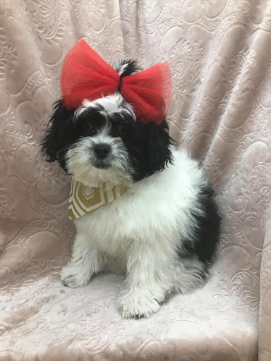 Pet Store «Happiness Is Pets Vi», reviews and photos, 616 E Roosevelt Rd, Lombard, IL 60148, USA