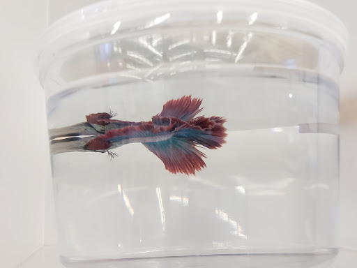 Pet Supply Store «Petco Animal Supplies», reviews and photos, 11633 Ulysses Ln NE #200, Blaine, MN 55434, USA