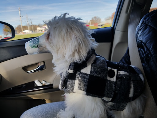 Coffee Shop «Starbucks», reviews and photos, 10209 E US Hwy 36, Avon, IN 46123, USA