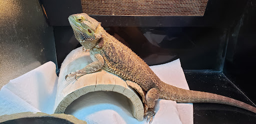 Pet Store «Fish Bowl», reviews and photos, 2117 E Race Ave, Searcy, AR 72143, USA