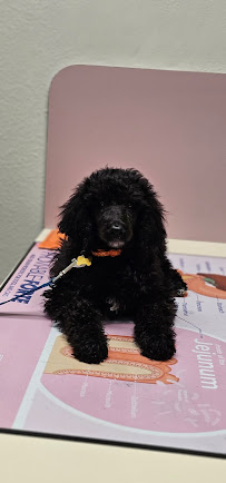 The Pet Stop - Photo 9 - Car repair in Anchorage, AK, Anchorage