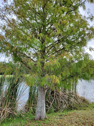 Recreation Center «Wa-Ke Hatchee Park Recreation Center», reviews and photos, 16760 Bass Rd, Fort Myers, FL 33908, USA