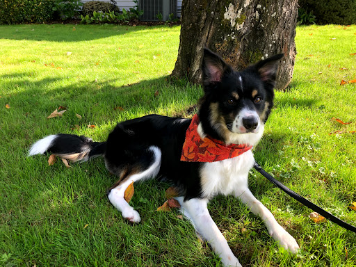 Pet Groomer «Happy Tails Pet Center», reviews and photos, 4370 SE King Rd Ste 260, Milwaukie, OR 97222, USA