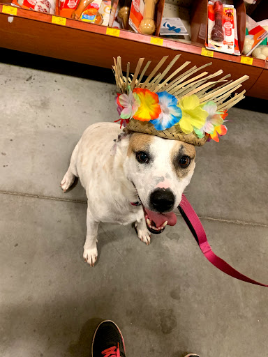 Pet Supply Store «PetSmart», reviews and photos, 6204 W Park Blvd, Plano, TX 75093, USA