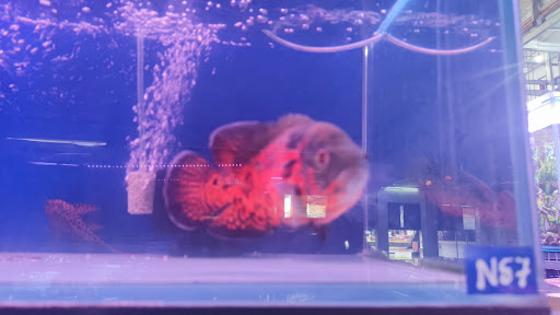 Top 2 cửa hàng cá kiểng Huyện A Lưới Thừa Thiên Huế 2022