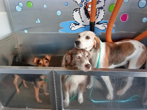 Pet Groomer «Belly scRubs Self Service Pet Wash», reviews and photos, 119 WV-34 #1, Hurricane, WV 25526, USA