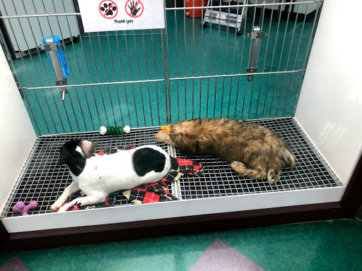 Pet Store «Petland Lewis Center», reviews and photos, 86 Meadow Park Ave, Lewis Center, OH 43035, USA