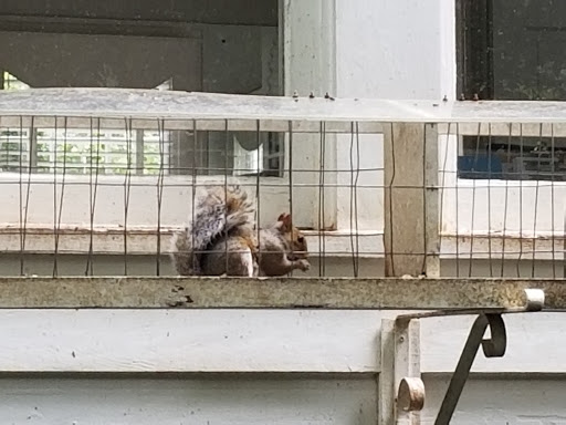 Garden «Wing Haven», reviews and photos, 248 Ridgewood Ave, Charlotte, NC 28209, USA