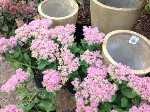 Garden Center «Victoria Gardens», reviews and photos, 1 Cottekill Rd, Rosendale, NY 12472, USA