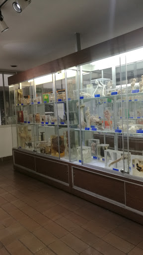 Museo de Anatomía y Patología