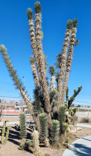 Park «Lorenzi Park», reviews and photos, 3343 W Washington Ave, Las Vegas, NV 89107, USA