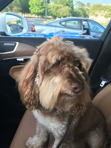 Pet Supply Store «PetSmart», reviews and photos, 8660 Airline Hwy, Baton Rouge, LA 70815, USA