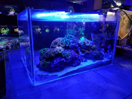Tropical Fish Store «Elite Reef», reviews and photos, 8410 Wadsworth Blvd F, Arvada, CO 80003, USA