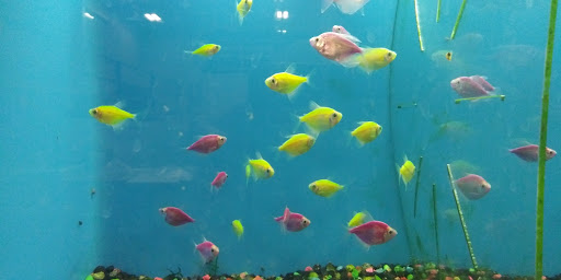 Pet Supply Store «PetSmart», reviews and photos, 31705 Pacific Hwy S, Federal Way, WA 98003, USA