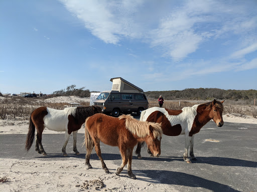 National Park «Assateague Island National Seashore», reviews and photos, 7206 National Seashore Ln, Berlin, MD 21811, USA
