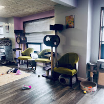 The Cat Lady Cafe South Bend - Photo 4 - Car repair in South Bend, IN, South Bend